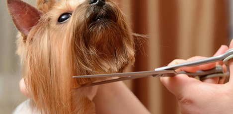 Dog Grooming Himself in Mirror Stock Image - Image of copy, domestic:  58080969